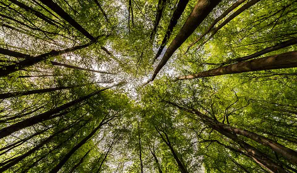 Más allá del Litio: el reciclaje de baterías como pilar de la sostenibilidad energética